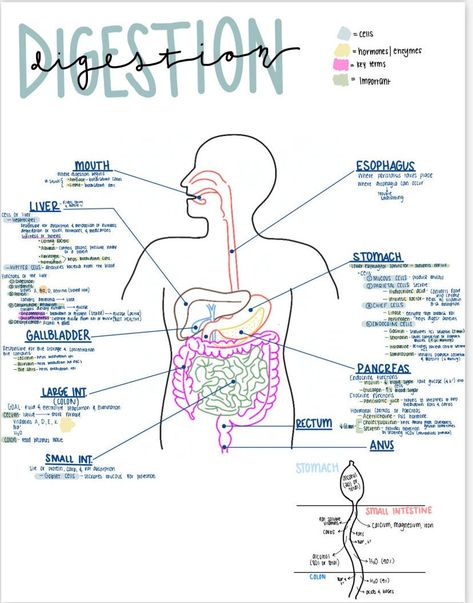 This Guides & How Tos item by 2ndstarCo has 33 favorites from Etsy shoppers. Ships from United States. Listed on 03 May, 2024 Pathophysiology Nursing Notes, Pathophysiology Nursing, Medical Binder, Nursing School Essential, Allied Health, Basic Anatomy And Physiology, Nurse Study Notes, Nursing Student Tips, Med School Motivation