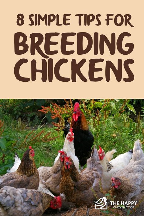 Raising Chickens For Beginners, Chickens For Beginners, Raising Meat Chickens, Joel Salatin, Baby Chicks Raising, Best Egg Laying Chickens, Meat Birds, Raising Chicks, Egg Laying Chickens