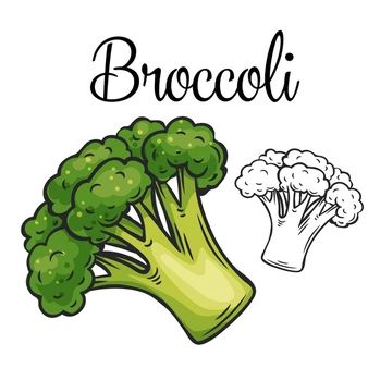 Green Vegetables Drawing, Broccoli Clipart, Veggies Drawing, Broccoli Drawing, Food Rocks, Thanksgiving Vegetables, Vegetable Drawing, Vegetable Cartoon, Vegetable Plate