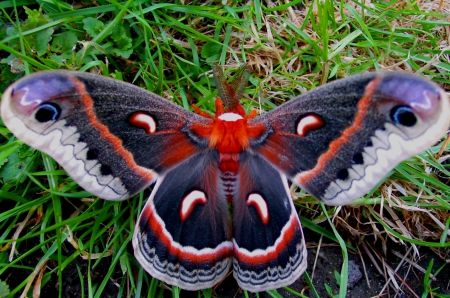 Wonderful+butterflie+-+Butterflies+Wallpaper+ID+1489324+-+Desktop+Nexus+Animals Photo Papillon, Cecropia Moth, Large Moth, Colorful Moths, Art Papillon, Papillon Butterfly, Moth Caterpillar, Moth Tattoo, Beautiful Bugs