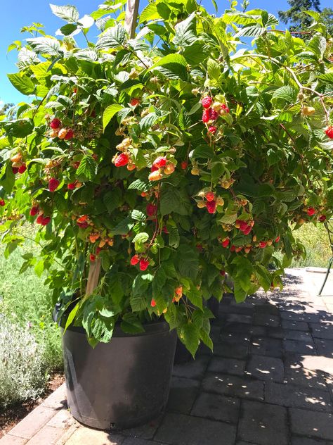 Bucket Garden Ideas, Bucket Gardening 5 Gallon, Raspberry Garden, Growing Cucumbers Vertically, Bucket Garden, Allotment Ideas, Growing Pineapple, Growing Raspberries, Raspberry Plants