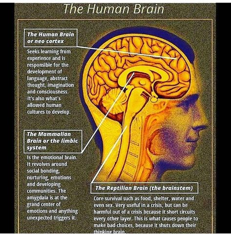 This concept is called the Triune Brain Theory, developed by the American neuroscientist Paul D. MacLean.  Our three brains are the… Triune Brain, Reptilian Brain, Perspective Lessons, Learning And Growing, Captain America Wallpaper, Limbic System, Animal Instinct, Keep Learning, Human Brain