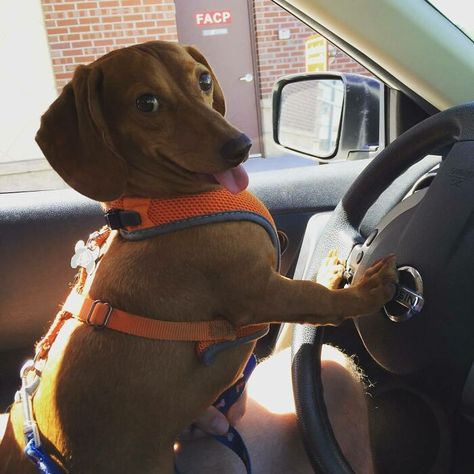 Your Uber Is Here Goofy Dog, Animals Pictures, Weenie Dogs, Dachshund Puppies, Dachshund Love, Silly Animals, Dog Car, Weiner Dog, Wiener Dog