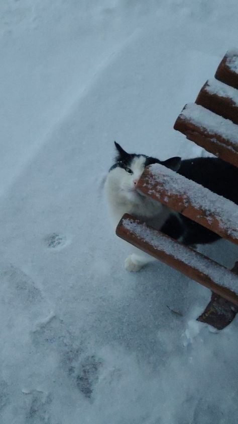 Cat, snow, esthetics Snow Esthetics, Cat Snow, Dream Vision Board, The Snow, Vision Board