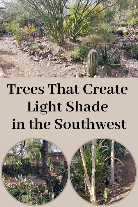 Trees That Create Light Shade in the Southwest Desert Shade Plants, Southwest Landscaping, Desert Shade, Drought Tolerant Trees, Desert Backyard, Xeriscape Landscaping, Lovely Landscapes, Desert Trees, Desert Climate