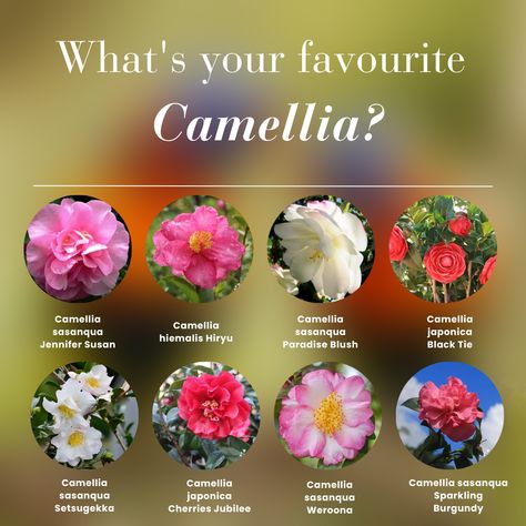 Red Camellia, Camellia Japonica, Cherries Jubilee, Star Wars Wedding, Camellia Oil, Camellia Flower, Evergreen Shrubs, Flower Oil, Red Coral