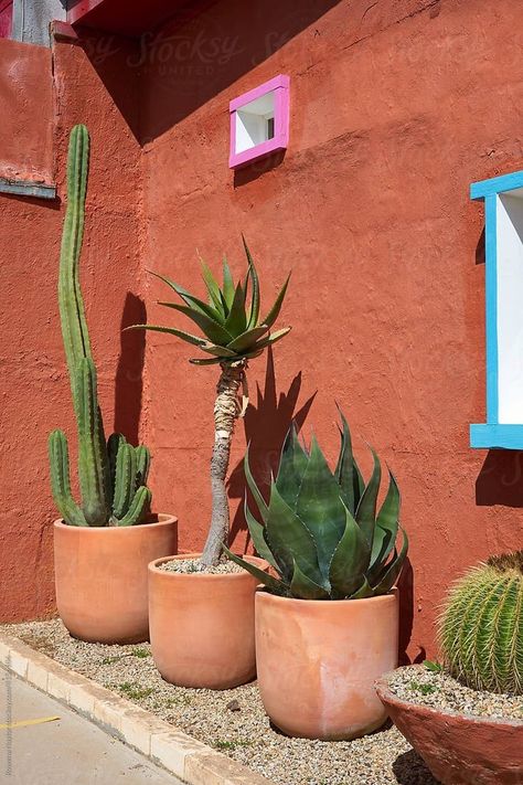 Terracotta Patio, Cactus House, Large Cactus, Cactus House Plants, Plants In Pots, Front Garden Landscape, Porch Planters, Blooming Cactus, Backyard Flowers