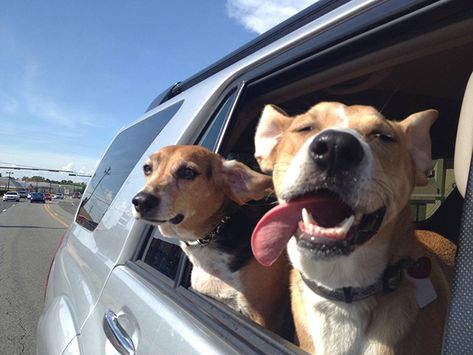 15 happiest pictures of dogs sticking heads out of car windows Dog Window, Happy Pictures, Car Rides, Dog Car, Two Dogs, Sleeping Dogs, Cat Person, Car Ride, Love Car