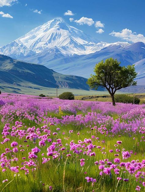 Mountain Flower Field, Beautiful Paintings Of Nature, Doing Your Best, Valley Of Flowers, Beautiful Scenery Photography, Rest Day, Landscape Photography Nature, Landscape Art Painting, Beautiful Images Nature