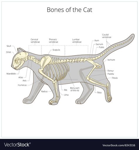 Skeleton Anatomy Drawing, Feline Anatomy, Skeleton Anatomy, Cat Drawing Tutorial, Cat Skeleton, Skeleton Drawings, Illustration Cat, Cat Anatomy, Animal Skeletons