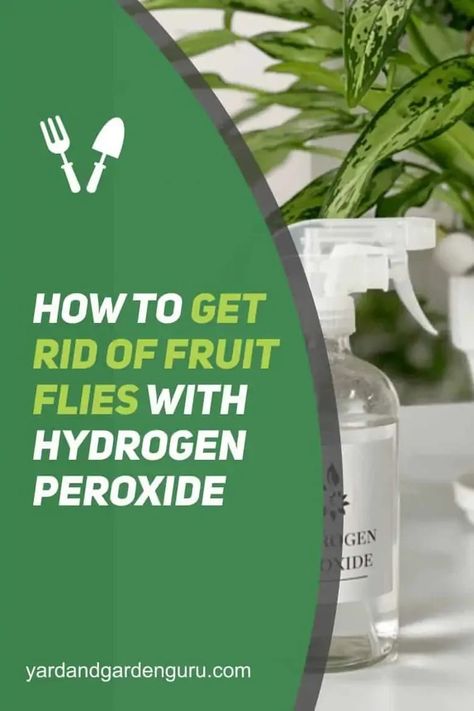 How To Get Rid Of Fruit Flies In Plants, Fruit Flies How To Get Rid Of, How To Get Rid Of Fruit Flies Fast, Fruit Flies Get Rid Of, Fruit Fly Repellent, How To Kill Gnats, Fruit Fly Killer, Fruit Flies In House, Wasp Traps