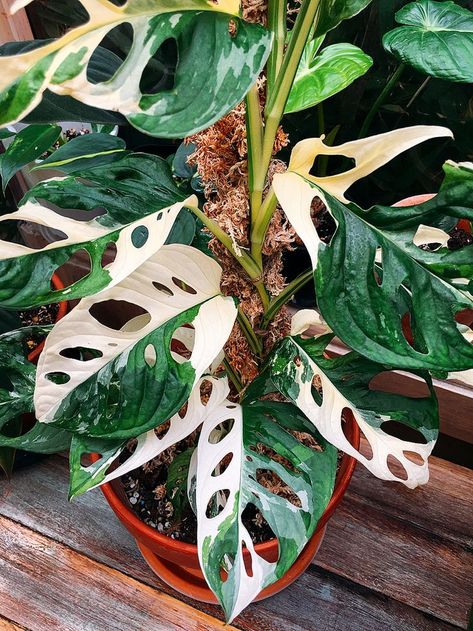 Plant Goals, Monstera Adansonii, Philodendron Plant, Growing Plants Indoors, Variegated Plants, Plant Decor Indoor, Unusual Plants, Plant Aesthetic, House Plants Decor