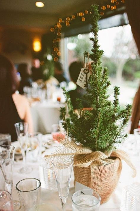 Pull off a minimal fall wedding with mini pine tree centerpieces. Buffet Displays, Cheap Wedding Table Centerpieces, Christmas Wedding Centerpieces, Tree Wedding Centerpieces, Evergreen Wedding, Trees Wedding, Christmas Bride, Winter Wedding Table, Winter Wedding Centerpieces