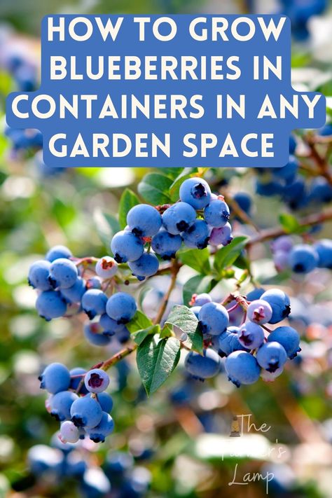 Blueberries growing on a bush How To Grow Blueberries In Containers, Planting Blueberries How To Grow, Growing Berries In Raised Beds, How To Grow Blueberries In A Pot, Growing Blueberries In Containers, How To Grow Blueberries, Blueberry Plants In Pots, Blueberries Planting, Container Blueberries