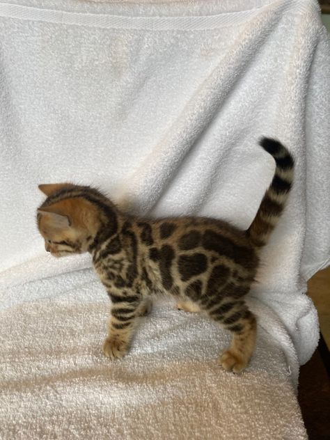 Bengal Kittens for sale near me in USA Cute Bengal Cat, Kittens For Sale Near Me, Burmese Kittens, Bengal Cat Kitten, Bengal Kittens For Sale, Cat Bengal, Bengal Kittens, Dream's Cat, Bengal Kitten