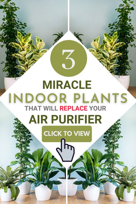 3 Indoor Plants VS Costly Air purifier. It is a tough question. But the answer lies in installing 3 basic plants and maintain them for healthy air and aura. Read more about these plants and get them for your living room #indoor #plants #hanging #decor #house Air Filtering Plants, Indoor Plants Clean Air, Best Plants For Bedroom, Low Light House Plants, Indoor Plants Low Light, Air Cleaning Plants, Air Purifying House Plants, Household Plants, Areca Palm