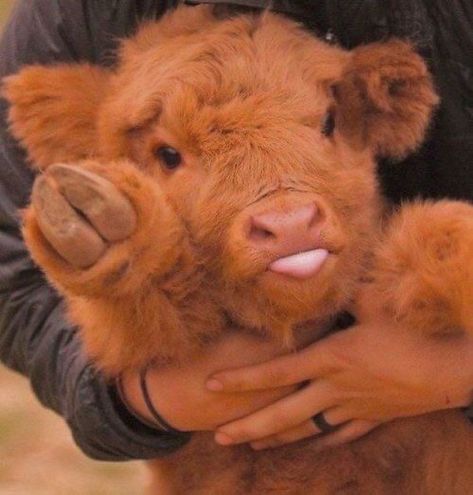 Cows Cute, Cow Cute, Small Cow, Cute Small Animals, Brown Cow, Baby Cow, Animals Cute, Super Cute Animals