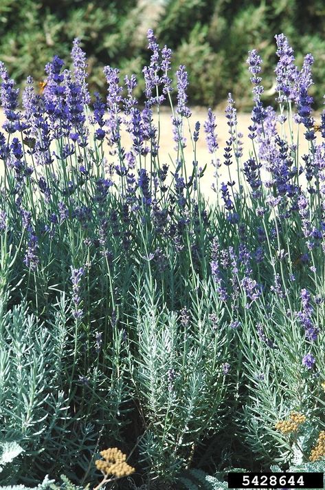 Genus: Lavandula (lavender): Go Botany Botanical Names, Lavender Botanical, English Lavender, Lavender Plant, Flowering Plants, Lavandula Angustifolia, Free Sites, Native Plants, Renewable Energy