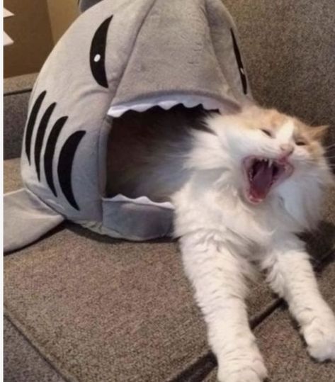 Scared cat eaten by shark>>3(not mine) Cat Allergies, Söt Katt, Cute Animal Memes, Kittens Funny, Funny Cat Memes, Ying Yang, Funny Cat Pictures, Funny Cat Videos, Maine Coon