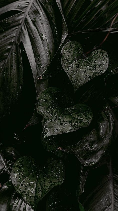 Dark Leaves Background, Dark Plant Aesthetic Wallpaper, Dark Greenery Aesthetic, Greenery Aesthetic Wallpaper, Green And Black Wallpaper Aesthetic, Dark Plant Aesthetic, Greenery Aesthetic, Greenery Wallpaper, Carcase Iphone