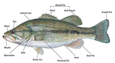 SCDNR - Fishing Information Fish Anatomy, Fish Information, Fish Fin, Different Fish, All Fish, Mario Art, Small Fish, Catfish, Mammals