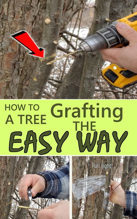 Grafting a tree How To Graft Apple Trees, Apple Tree Grafting, Propagating Apple Trees From Cuttings, How To Graft Fruit Trees, Grafting Trees, Growing Apple Trees, Plant Grafting, Apple Tree From Seed, Tree Grafting