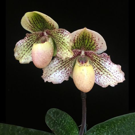 American Orchid Society on Instagram: ““Another ‘Magic’ - Paphiopedilum Snowlight ‘Green Magic’ AM/AOS awarded in June 2019. Paph. Snowlight is the cross between Paph. victoria-…” Green Orchid Flower, Neat Garden, Lady Slipper Orchid, Green Slippers, Orchid Planters, Green Orchid, Green Magic, Indoor Jungle, Orchid Flowers