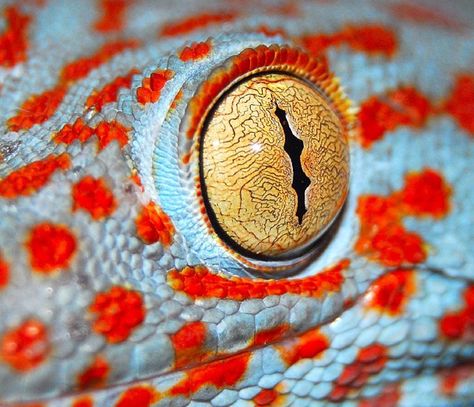 Gecko Eyes, Reptilian Eyes, Goat Eyes, Tokay Gecko, Animals Eyes, Reptile Eye, Lizard Eye, Fish Eyes, Animal Eyes