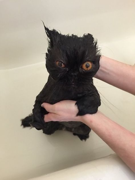 Taking A Bath, Black Cat, Bath, Funny, Animals, Black