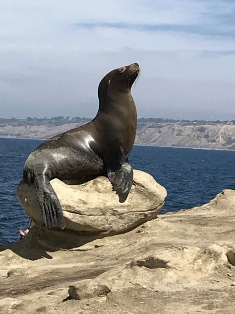 Seal Species, Seal Reference, Seals Cute, Sea Lion Art, Seal Sculpture, Christina Lorre Drawings, Seal Animal, Lion Icon, Sea Mammal