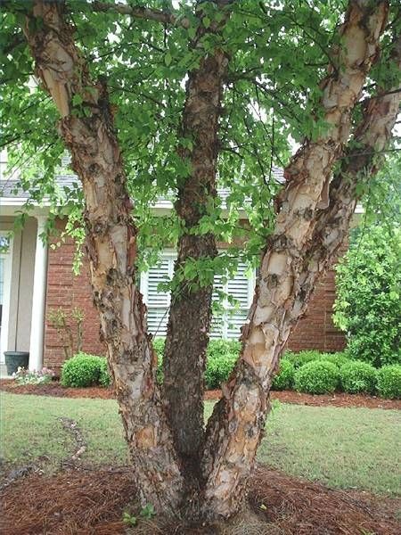 River Birch Trees Landscape, Birch Trees Garden, River Birch Trees, Betula Nigra, Birch Trees Landscaping, River Birch, Fast Growing Trees, Birch Trees, Garden Trees