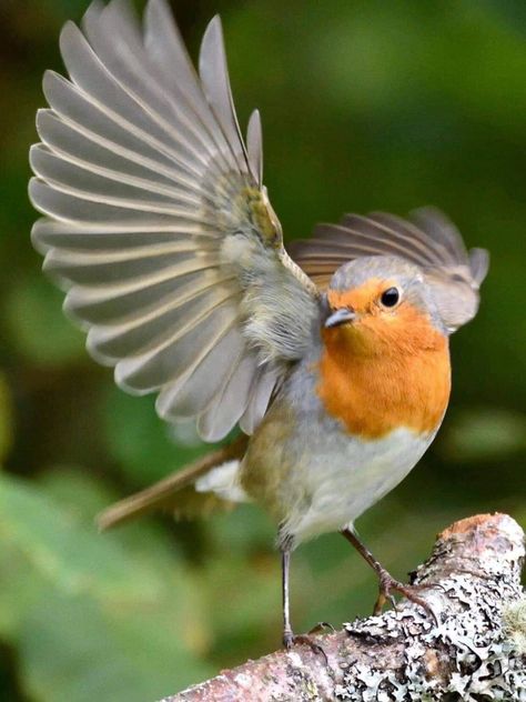 Bird Flying Reference, Robin Reference, Robin Flying, Robin Photography, Robin Bird, Backyard Birds, Bird Pictures, Birds Tattoo, Bird Drawings