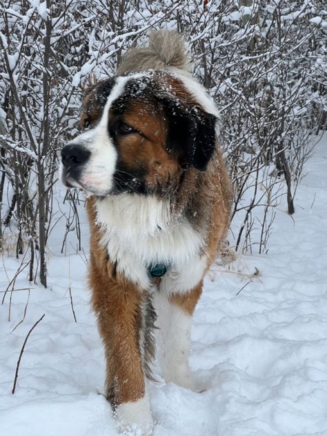 St. Bernard/Bernese Mountain Puppy playing in the snow Dog Laughing, St Bernard Puppy, St Bernard Dogs, Bernard Dog, San Bernardo, Very Cute Dogs, Silly Things, Pretty Dogs, Silly Dogs