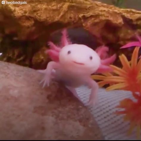 Axolotl Images, Pink Fish Tank, Pink Creature, Cute Kawaii Aesthetic, Fish Tank Ideas, Tattoo Nature, Pink Fish, Kawaii Aesthetic, Cute Kawaii