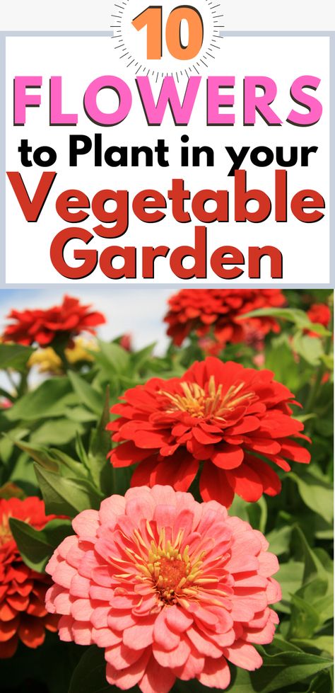 Vegetable And Flower Garden Ideas, Cut Flower And Vegetable Garden, Flowers To Plant With Tomatoes, Best Flowers For Vegetable Garden, Flower And Vegetable Garden Combined, Flowers In Vegetable Garden, Flowers To Plant With Vegetables, Flowers For Vegetable Garden, Raised Flower Garden