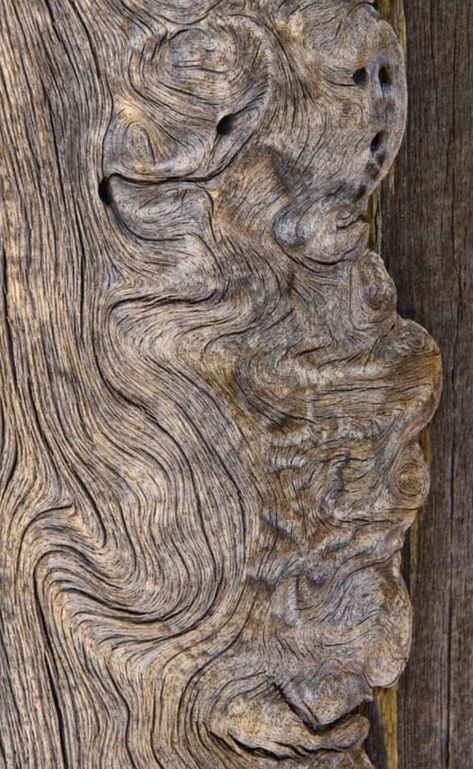 Driftwood detail.  Photo:  Geoff Sprawson. Driftwood Photography, Wedding Presents, Tree Rings, Set Design, Photography, Design