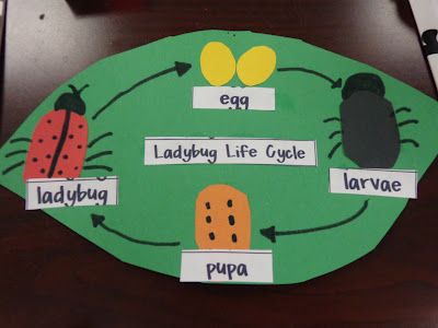 ladybug life cycle diagram - students could also place pictures and match to the words as a center activity Life Cycle Of A Ladybug, Life Cycles Preschool, Ladybug Life Cycle, Life Cycle Craft, Insects Preschool, Bugs Preschool, Insect Activities, Ladybug Theme, 1st Grade Science