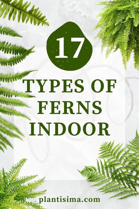 We're bringing an ultimate guide on how to take care of types of fern indoors. Before you blink, you'll know it by heart. Fern Care Indoor, Types Of Fern Plants, Indoor Fern Plants, Fern Houseplant, Indoor Ferns, Types Of Ferns, Ferns Care, Indoor Plants Low Light, Low Light Indoor Plants