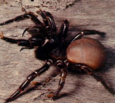 Spider Bite Symptoms, Sydney Funnel Web Spider, Venomous Spiders, Recluse Spider Bite, Brazilian Wandering Spider, Dangerous Spiders, Funnel Web Spider, Venomous Animals, Arachnids Spiders