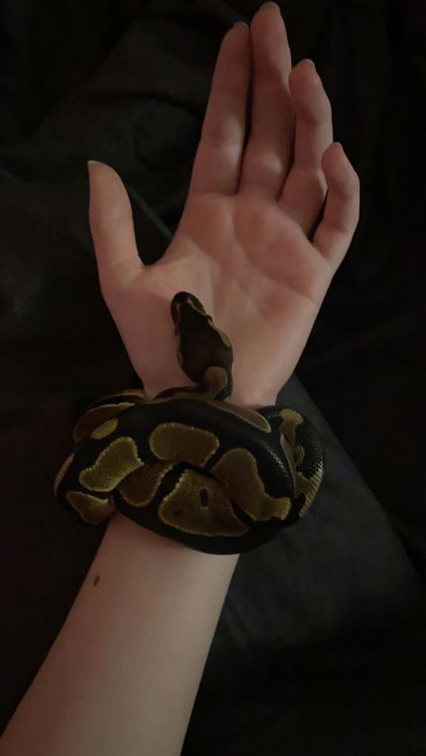 Snakes As Pets, Snakes Ball Pythons, Ball Python Wallpaper, Ball Python Aesthetic, Australia Animals Scary, Pet Ball Python, Cute Ball Python, Snakes Aesthetic, Snake Holding