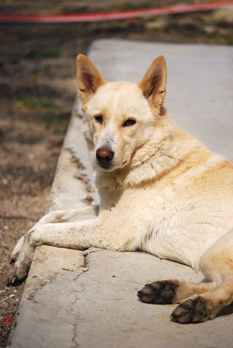 Canaan Dog http://www.animalplanet.com/breed-selector/dog-breeds/herding/canaan-dog.html Dog Species, Oc Au, Dog Fever, Herding Dogs Breeds, Ancient Dogs, Canaan Dog, Police Canine, Dog Aesthetic, Catahoula Leopard Dog