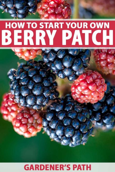 Fruit Patch Garden, Berry Patch Garden, Blackberry Patch Ideas, Grow Blueberries From Fruit, Berry Patch Ideas, Blackberry Garden Ideas, Berry Plants Garden, Berry Garden Layout Design, Fruit Bushes Garden