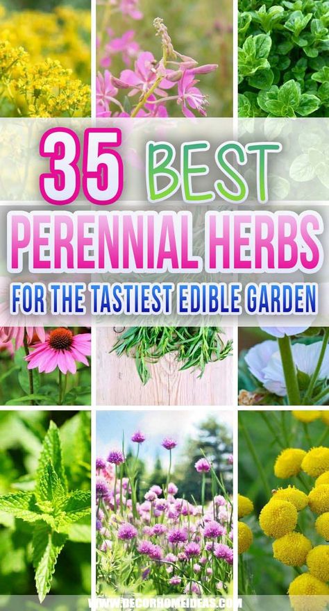 35 Best Perennial Herbs To Plant Once & Enjoy Forever | Decor Home Ideas Perennial Herb Garden, Perennial Landscaping, Herbs To Plant, Gardening Storage, Garden Landscaping Backyard, Landscaping Backyard Ideas, Short Trees, Gardening For Dummies, Vegetable Gardening Ideas