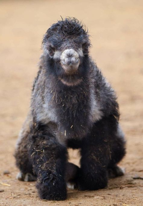 Meet A Rear Baby Bactrian Camel Born In Skopje Zoo (9 Pics) Dromedary Camel, Baby Animals Cute, Bactrian Camel, Baby Camel, Animal References, Central Asia, Brown Bear, Bored Panda, Animals Wild