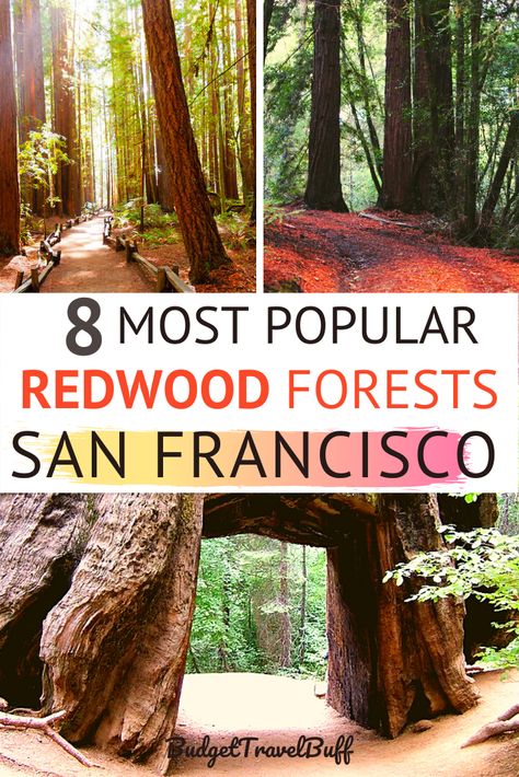 Where to find the best redwood forests near San Francisco, California? Check out the best 8 spots to see the coast redwoods and giant sequoias whic are 1000-2000 years old. San Francisco redwoods | rewoods around San Francisco | redwoods in San Francisco | San Francisco redwoods national park. #redwoods #sanfrancisco Old San Francisco, Redwoods California, Humboldt Redwoods State Park, Coast Redwood, Coastal Redwood, Redwood National Park, Redwood Forest, Visit California, California National Parks