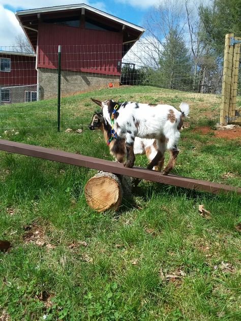 Home made teeter totter. Tree stump and board painted with deckover to make it last longer. Goat Teeter Totter Diy, Goat Toys, Goat Shed, Goat Pen, Goat House, Teeter Totter, Pygmy Goat, Farm Lifestyle, Baby Goats