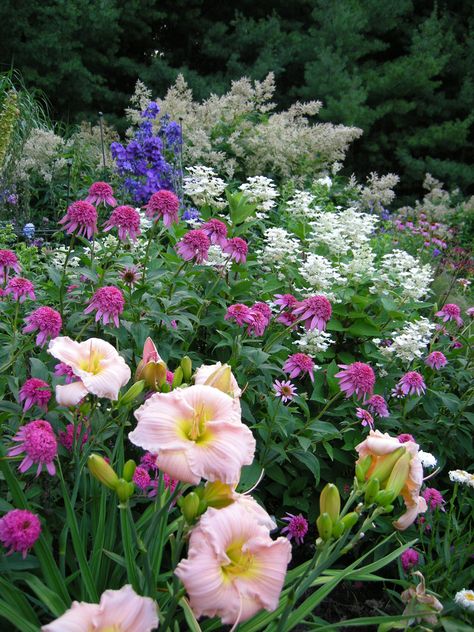 Barbara Mitchell daylily, Echinacea Razzmatazz with Hydrangea Pinky Winky and Delphinium elatum Pagan Purples. (We grow all our delphiniums from seed)  2 WAYS TO ENLARGE! Click directly on the photo to enlarge in a pop-up, or click HERE to see this image, larger, in a new browser window Click the image to enlarge. Perennial Garden Design, Designing A Garden, Daylily Garden, Paradise Garden, Garden Shrubs, Fine Gardening, Olive Garden, Perennial Garden, Gorgeous Gardens