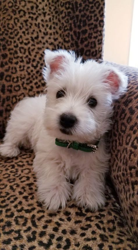 Westie Snow @ 2 months | Westie puppies, Westie dogs, Cute baby dogs Westie Dog, Westie Puppies, Puppies Cute, Westie Dogs, Very Cute Dogs, Little Animals, Really Cute Dogs, Dogs Cute