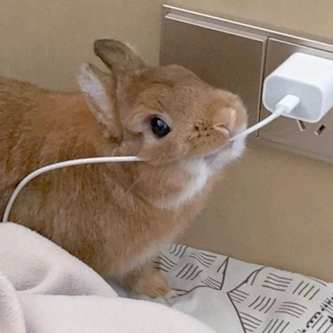 Why you should have a rabbit (@ShouldHaveRabit) on X Cute Bunny Aesthetic, Rabbit Eating Carrot, Silly Bunnies, Rabbit Aesthetic, Aesthetic Bunny, Tiny Baby Animals, Rabbit Season, Cutest Bunny Ever, Floppy Eared Bunny