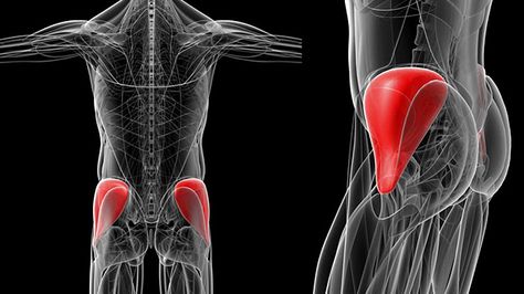 Train your maximus, but don't forget about your medius. Hit the upper glutes hard with this unique exercise variation. Upper Glute Exercises, Patellofemoral Pain Syndrome, Glute Medius, Gluteal Muscles, Gluteus Medius, Workout Splits, Advanced Workout, Upper Back Pain, Muscle Weakness